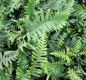 Osladič obecný - Polypodium vulgare