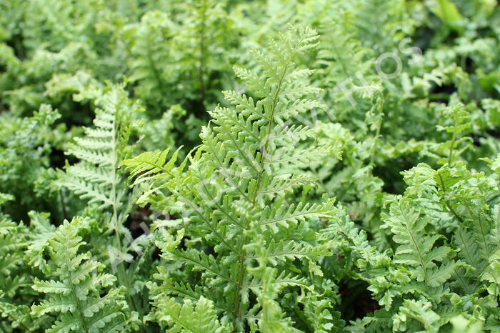 Kapraď rezavá 'Crispa Cristata' - Dryopteris affinis 'Crispa Cristata'