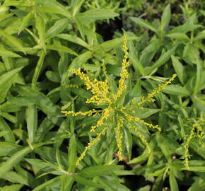 Zlatobýl 'Golden Dwarf' - Solidago 'Golden Dwarf'