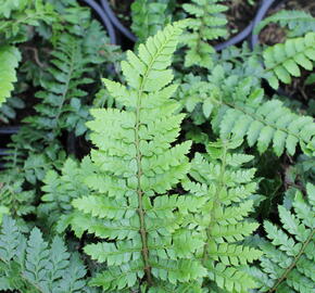 Kapradina japonská - Polystichum polyblepharum