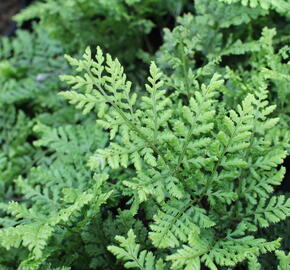 Kapraď 'Crispa Whiteside' - Dryopteris austriaca 'Crispa Whiteside'