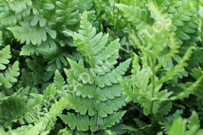 Kapraď hřebenitá - Dryopteris cristata