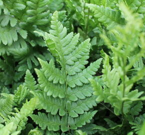 Kapraď hřebenitá - Dryopteris cristata