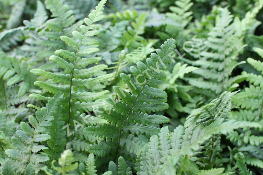 Kapraď rezavá 'Pinderi' - Dryopteris affinis 'Pinderi'