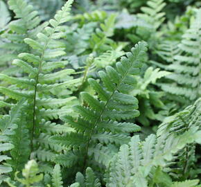 Kapraď rezavá 'Pinderi' - Dryopteris affinis 'Pinderi'