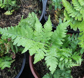 Kapraď červenavá 'Prolifica' - Dryopteris erythrosora 'Prolifica'