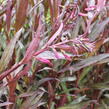 Lobelka 'Russian Princess' - Lobelia speciosa 'Russian Princess'