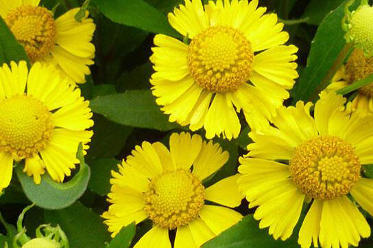 Záplevák 'Salud Yellow' - Helenium autumnale 'Salud Yellow'