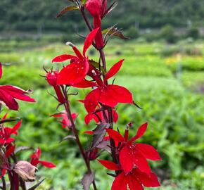 Lobelka 'Fanship Scarlet Bronze Leaf' - Lobelia speciosa 'Fanship Scarlet Bronze Leaf'