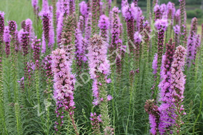 Šuškarda 'Floristan Violet' - Liatris spicata 'Floristan Violet'