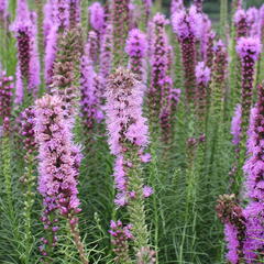 Šuškarda 'Floristan Violet' - Liatris spicata 'Floristan Violet'