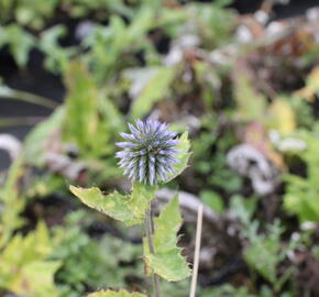 Bělotrn banátský 'Blue Glow' - Echinops bannaticus 'Blue Glow'