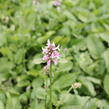 Čistec velkokvětý 'Summer Crush' - Stachys grandiflora 'Summer Crush'