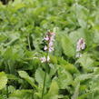 Čistec velkokvětý 'Summer Crush' - Stachys grandiflora 'Summer Crush'