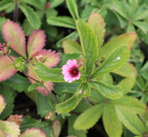 Mochna nepálská 'Miss Willmott' - Potentilla nepalensis 'Miss Willmott'