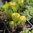 Mochyně 'Zwerg' - Physalis alkekengi 'Zwerg'