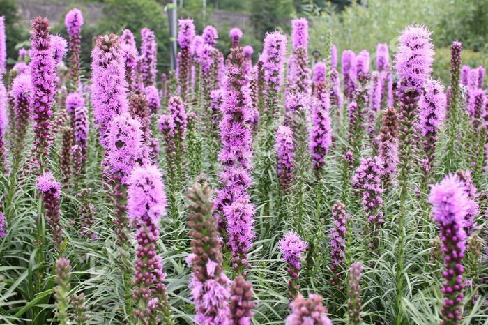 Šuškarda 'Kobold' - Liatris spicata 'Kobold'