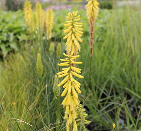 Kleopatřina jehla 'Popsicle Lemon' - Kniphofia uvaria 'Popsicle Lemon'