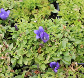 Hořec 'Luis Easy Blue' - Gentiana hybrida 'Luis Easy Blue'