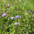Zvonek lžičkolistý 'Bavaria Blue' - Campanula cochleariifolia 'Bavaria Blue'