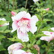 Ibišek syrský 'Dorothy Crane' - Hibiscus syriacus 'Dorothy Crane'