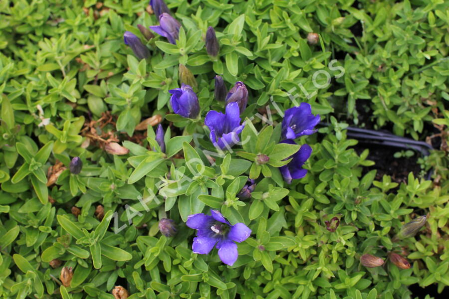 Hořec 'Luis Big Blue' - Gentiana hybrida 'Luis Big Blue'