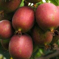 Aktinidie význačná, kiwi - samičí 'Kens Red' - Actinidia arguta 'Kens Red'