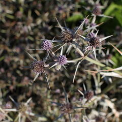 Máčka různolistá - Eryngium variifolium