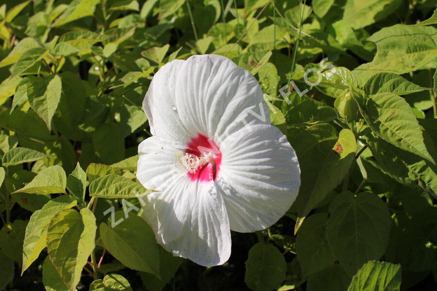 Ibišek bahenní 'Nippon White' - Hibiscus moscheutos 'Nippon White'