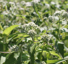 Sadec prorostlý - Eupatorium perfoliatum