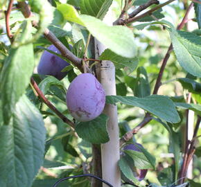 Švestka pozdní 'Haroma' - Prunus domestica 'Haroma'