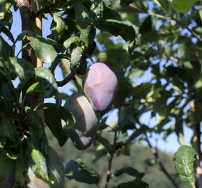 Pološvestka - velmi pozdní 'Topend Plus' - Prunus domestica 'Topend Plus'