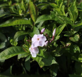 Plamenka latnatá 'Monica Lynden Bell' - Phlox paniculata 'Monica Lynden Bell'