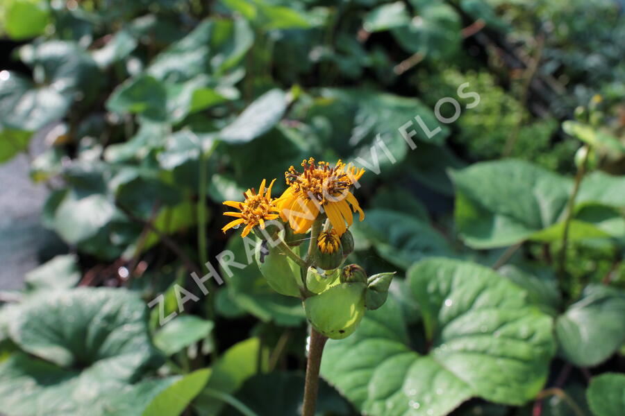 Popelivka zoubkovaná - Ligularia dentata