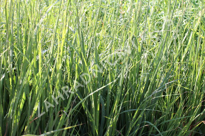 Bezkolenec modrý 'Dauerstrahl' - Molinia caerulea 'Dauerstrahl'