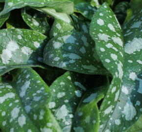 Plicník 'Trevi Fountains' - Pulmonaria hybrida 'Trevi Fountains'