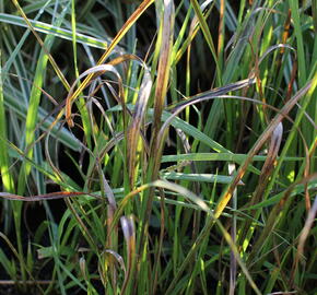 Bezkolenec modrý 'Cordoba' - Molinia caerulea 'Cordoba'