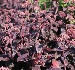 Rozchodník nachový 'Marina'® - Sedum telephium 'Marina'®