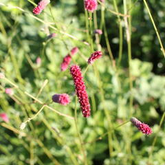 Krvavec 'Scapino' - Sanguisorba 'Scapino'