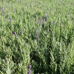 Levandule úzkolistá 'Hidcote Blue Strain' - Lavandula angustifolia 'Hidcote Blue Strain'