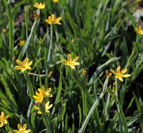 Badil kalifornský - Sisyrinchium californicum