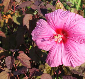 Ibišek bahenní 'Royal Gems' - Hibiscus moscheutos 'Royal Gems'