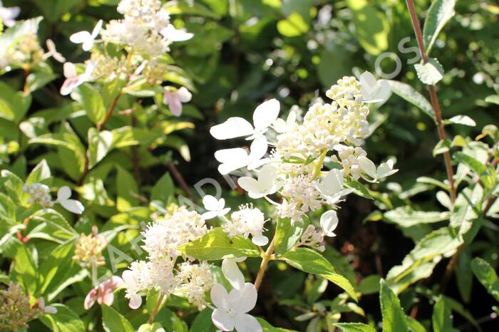 Hortenzie latnatá 'Confetti' - Hydrangea paniculata 'Confetti'