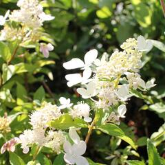 Hortenzie latnatá 'Confetti' - Hydrangea paniculata 'Confetti'