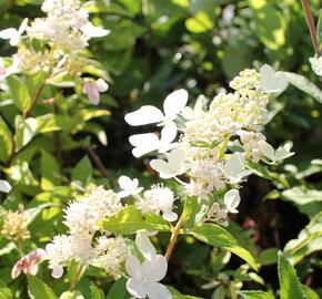 Hortenzie latnatá 'Confetti' - Hydrangea paniculata 'Confetti'