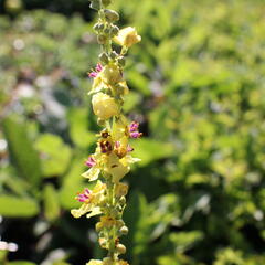 Divizna černá - Verbascum nigrum