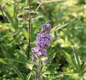 Drmek obecný 'Pink Pinnacle' - Vitex agnus castus 'Pink Pinnacle'