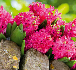 Hyacint 'Jan Bos' - Hyacinthus 'Jan Bos'