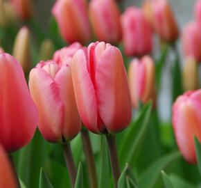 Tulipán Darwin hybrid 'Pink Impression' - Tulipa Darwin hybrid 'Pink Impression'