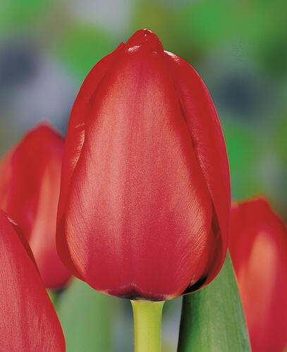 Tulipán Darwin hybrid 'Red Impression'® - Tulipa Darwin hybrid 'Red Impression'®